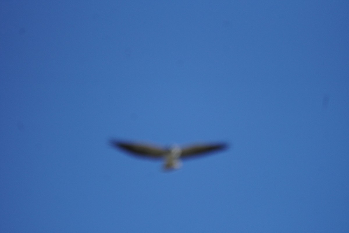 White-tailed Hawk - ML645112952