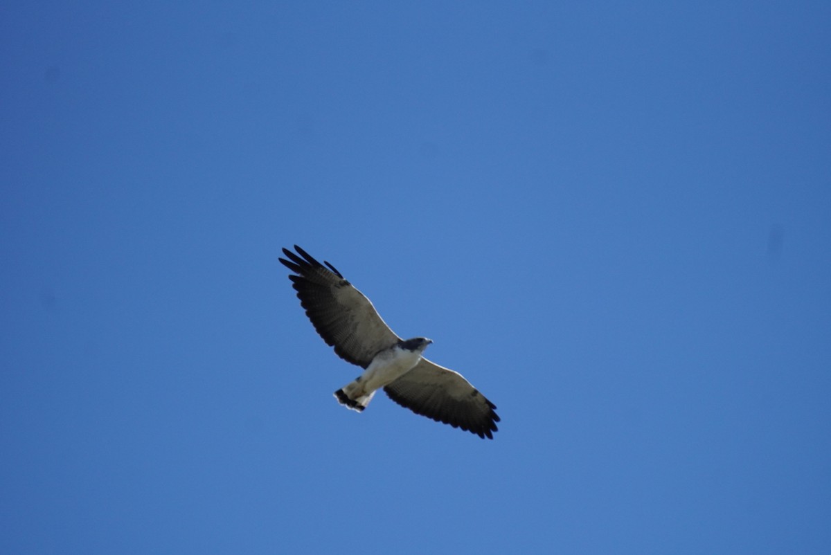 White-tailed Hawk - ML645112953
