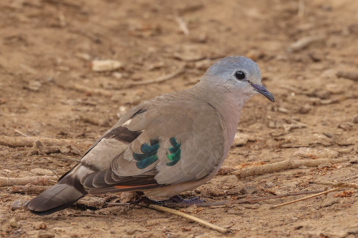 Palomita Aliverde - ML645112956