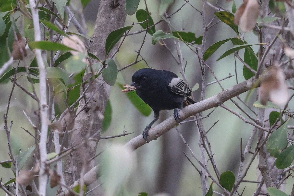 Southern Black-Tit - ML645112960