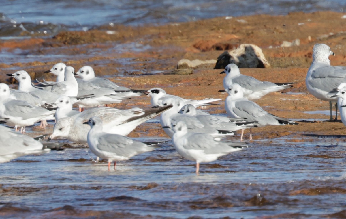 Forster's Tern - ML645112973