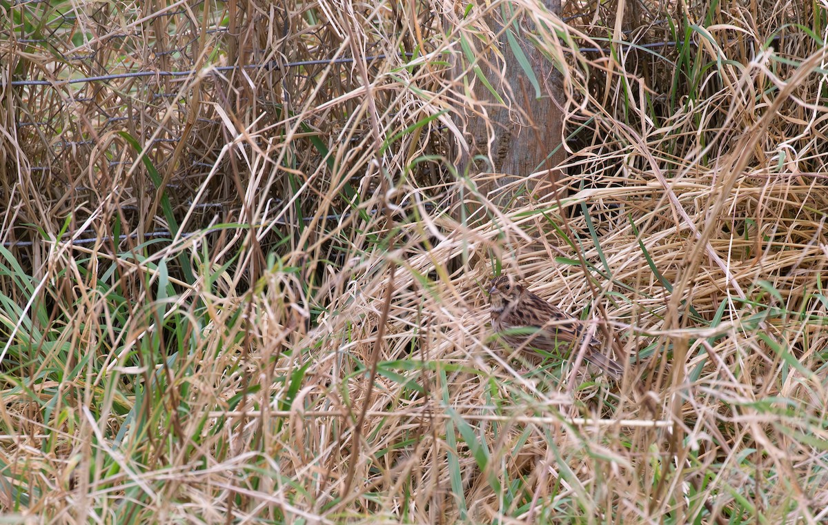 Rustic Bunting - ML645112977