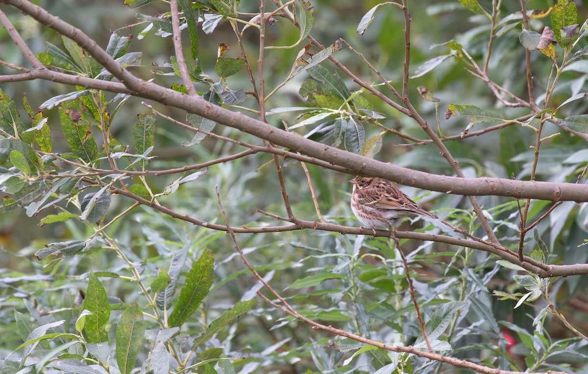 Rustic Bunting - ML645112978