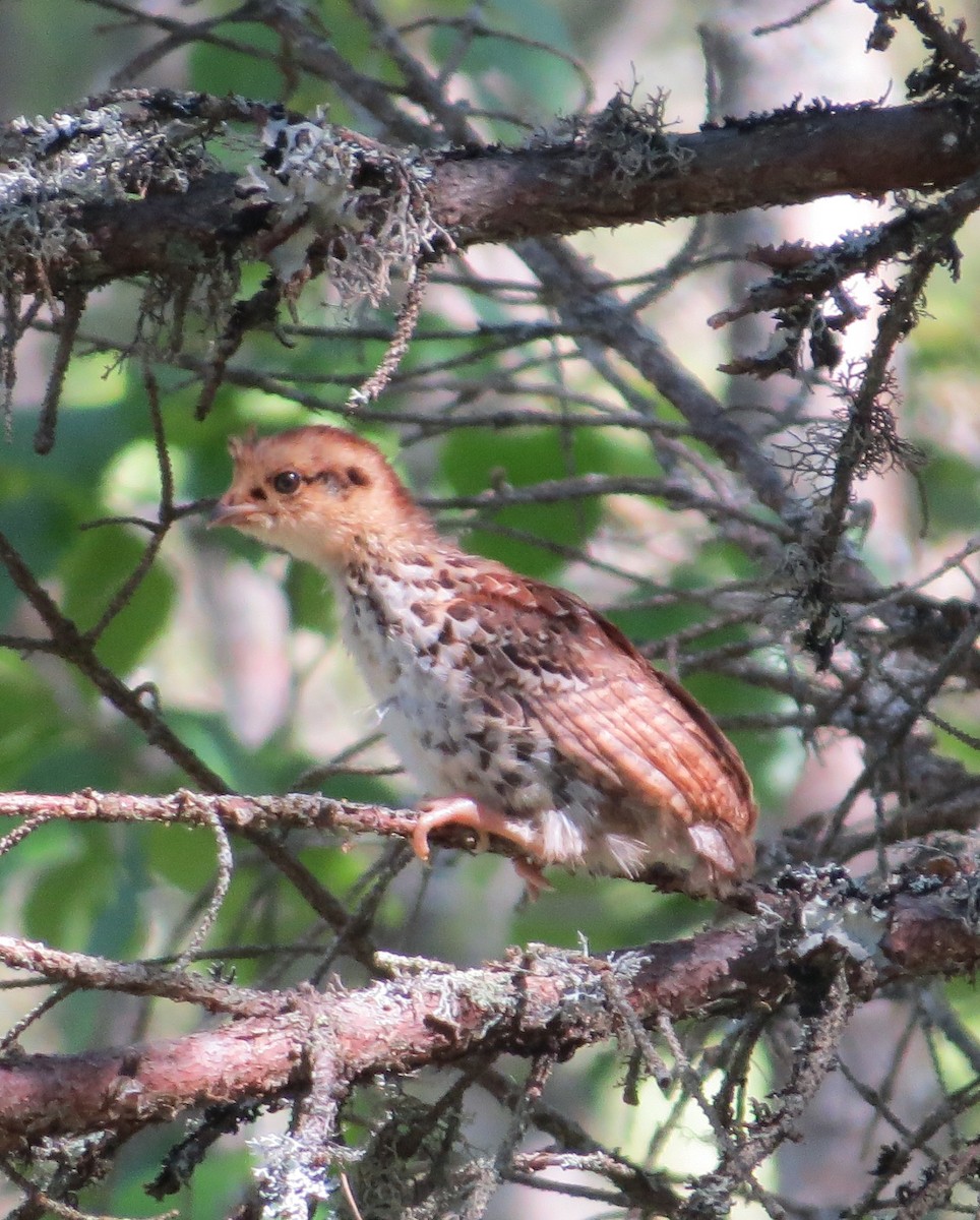 Hazel Grouse - ML645112979