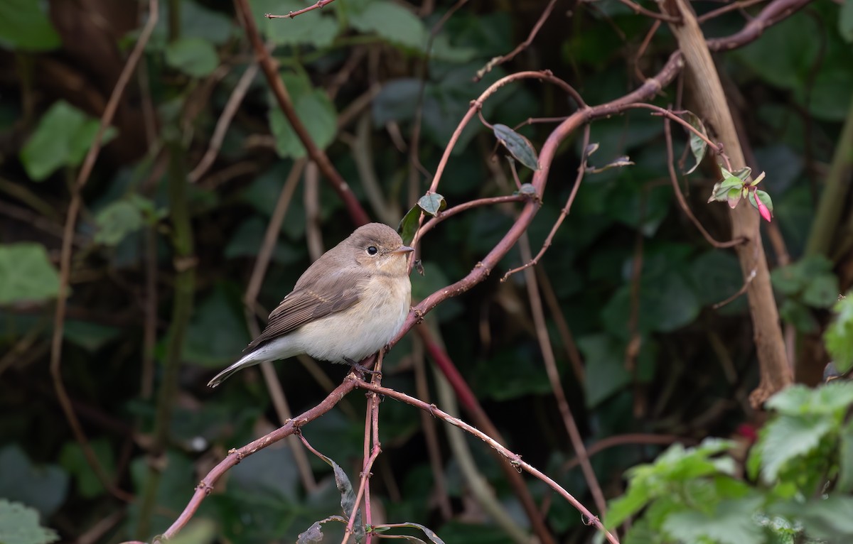 Red-breasted Flycatcher - ML645113003
