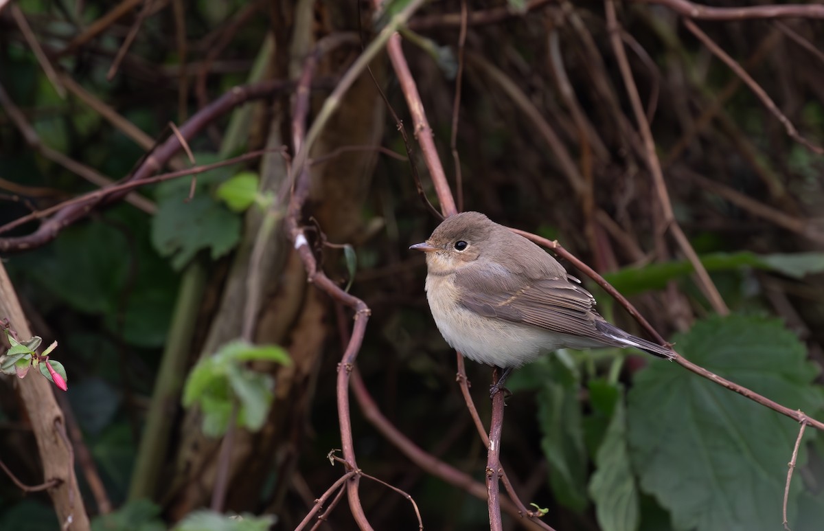 Red-breasted Flycatcher - ML645113004