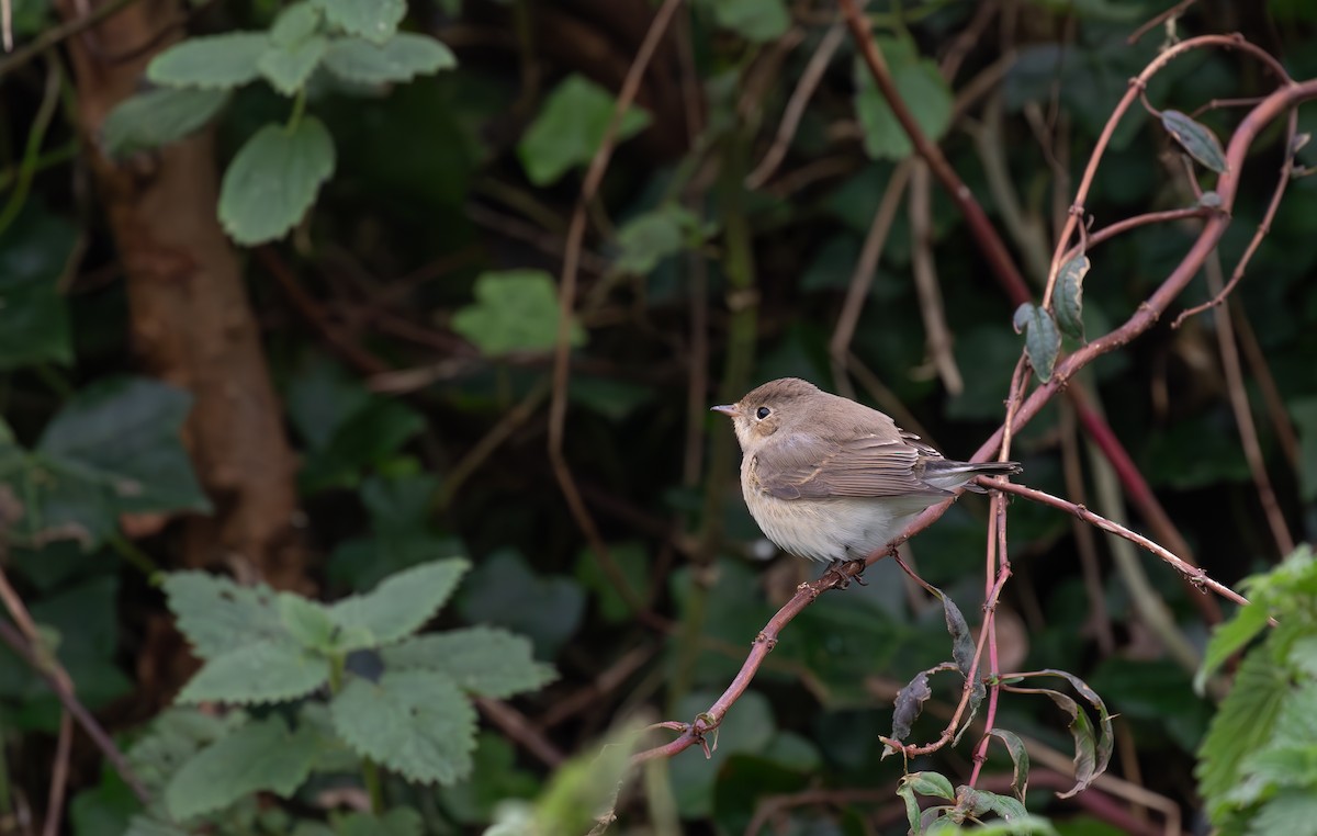 Red-breasted Flycatcher - ML645113005