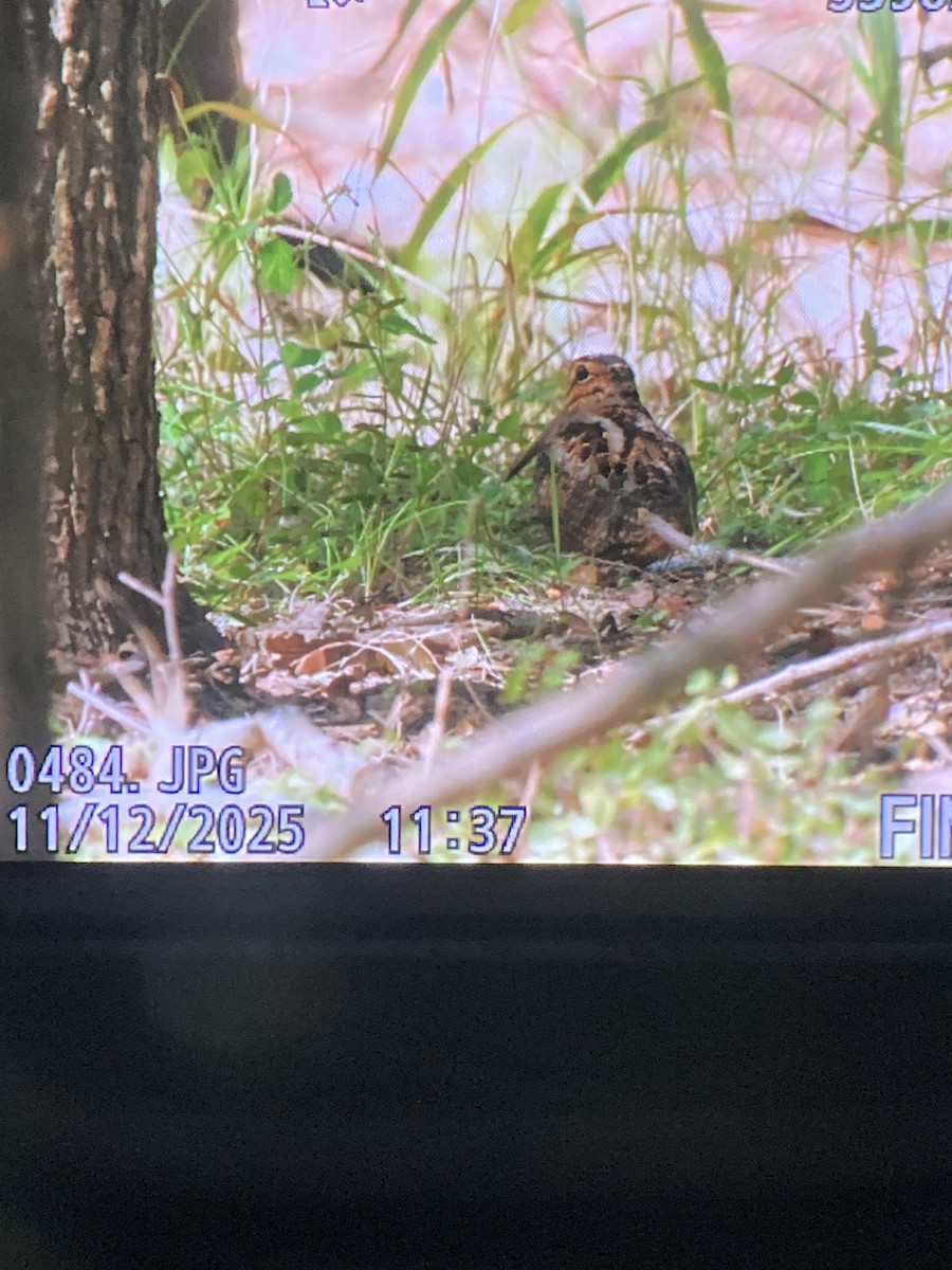 American Woodcock - ML645113009