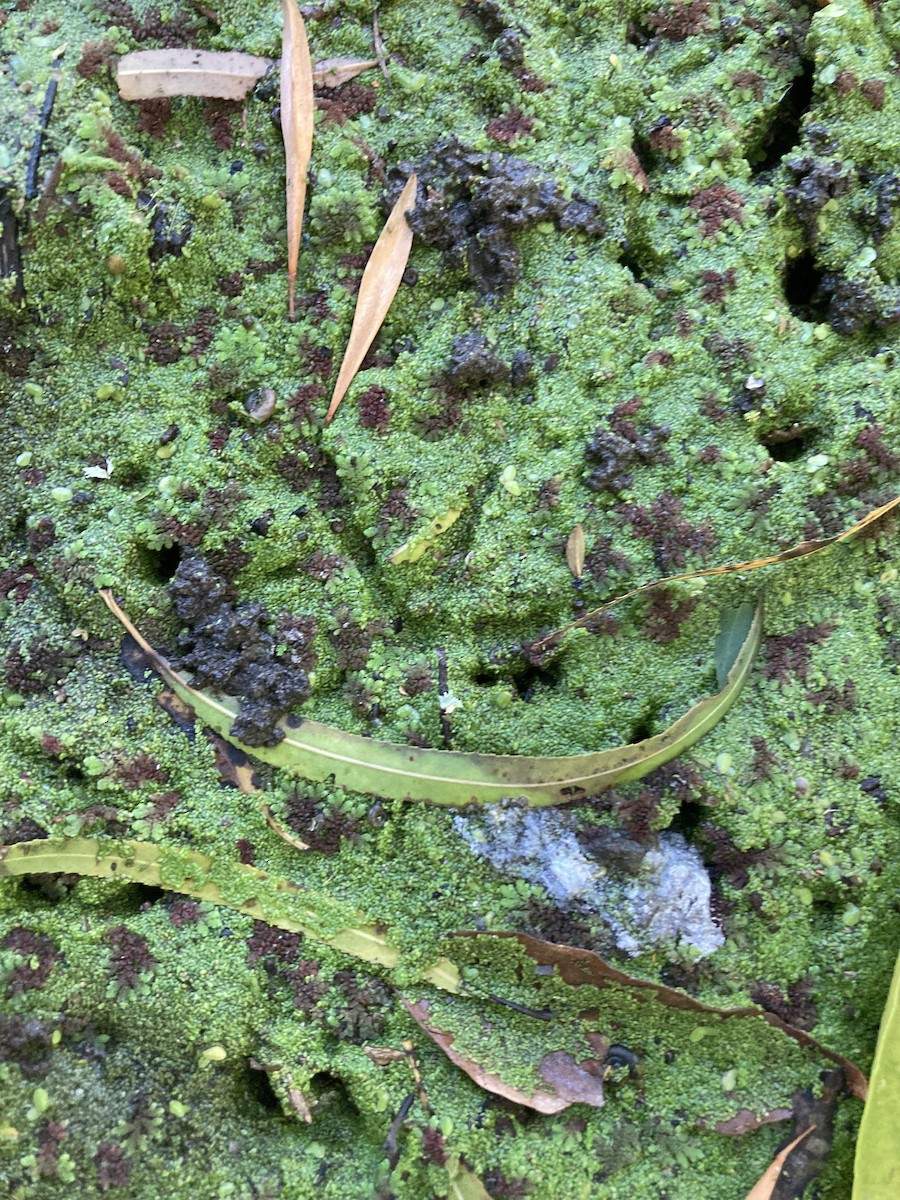 American Woodcock - ML645113012