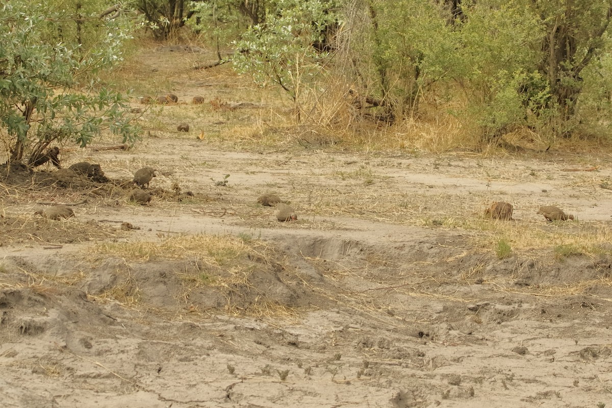 Swainson's Spurfowl - ML645113014