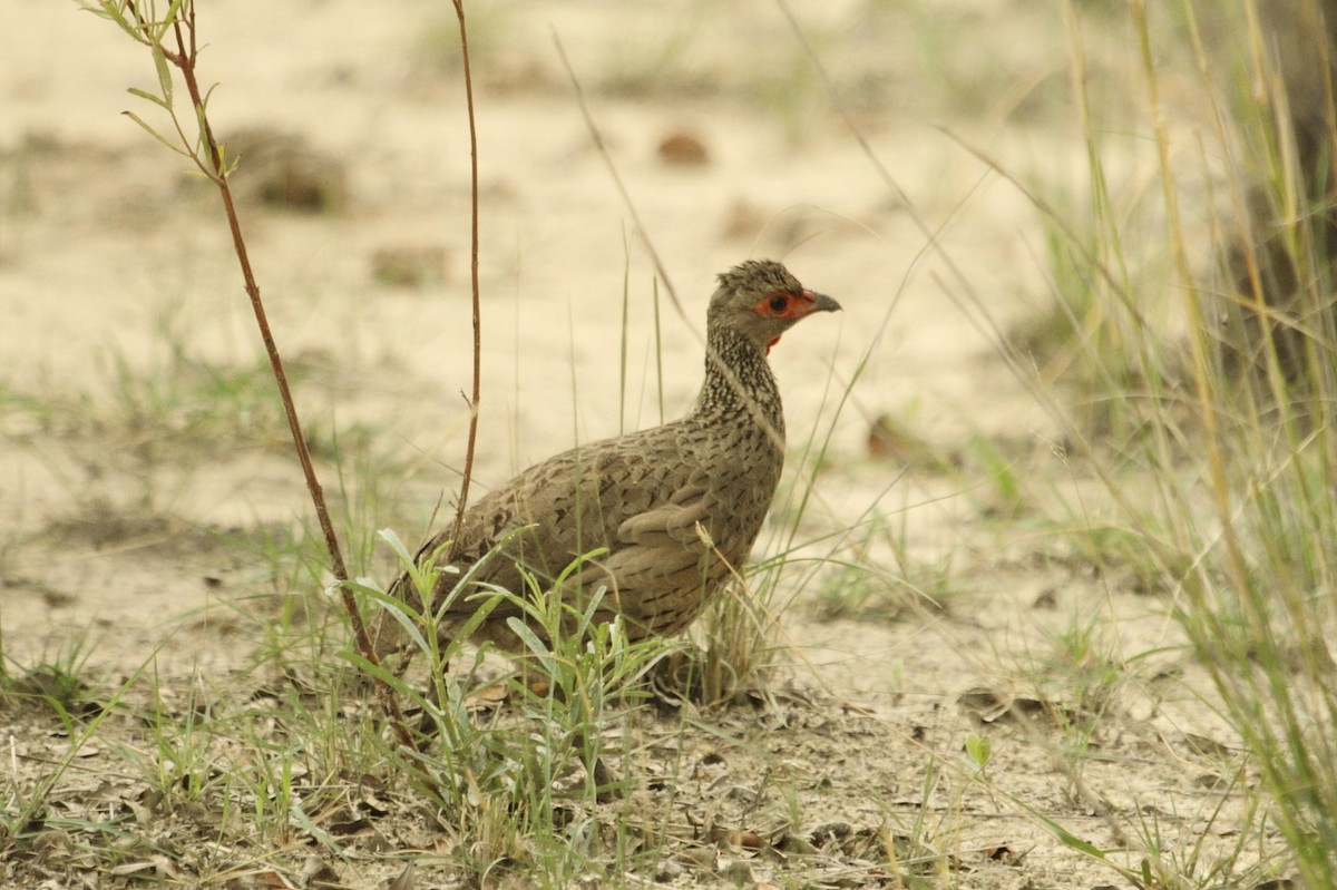 Swainson's Spurfowl - ML645113015