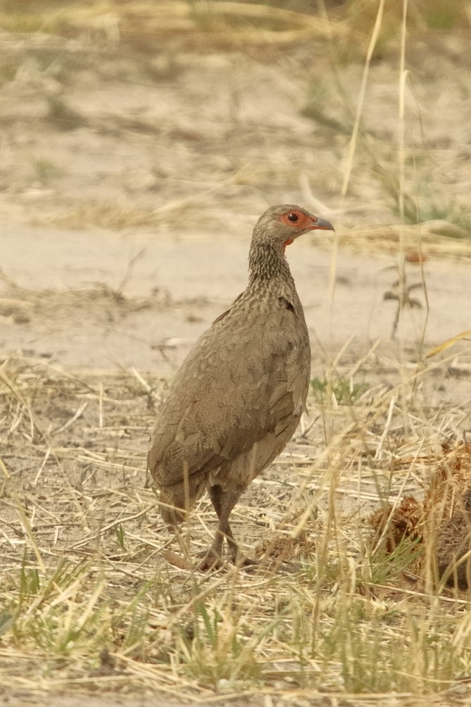 Swainson's Spurfowl - ML645113016
