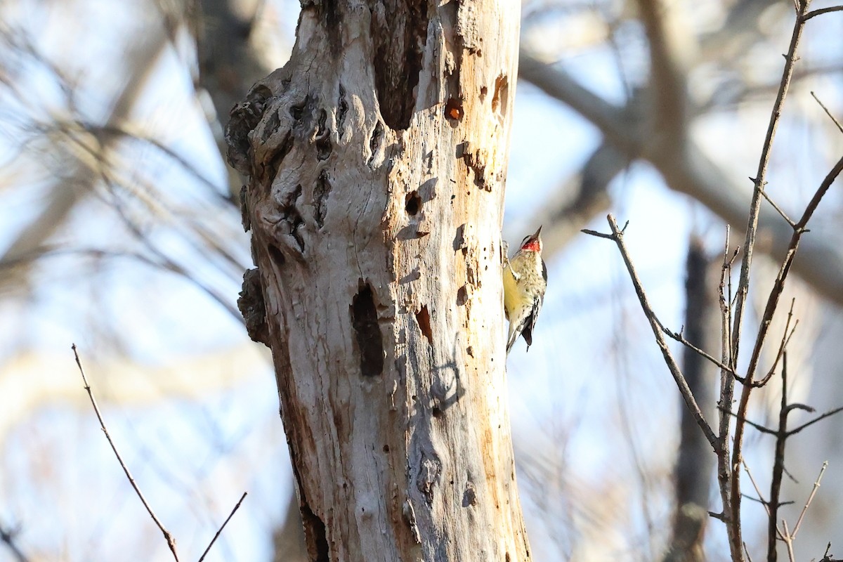 Yellow-bellied Sapsucker - ML645113017