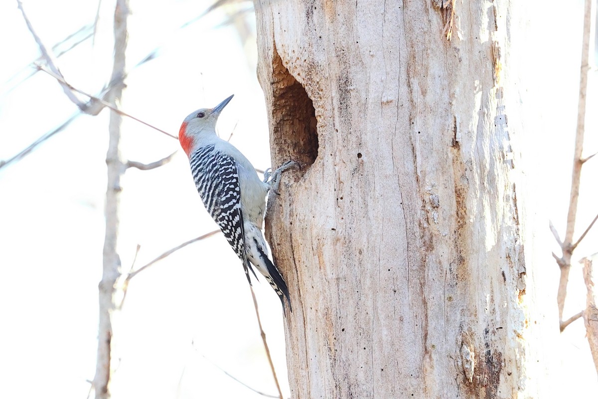 Red-bellied Woodpecker - ML645113020