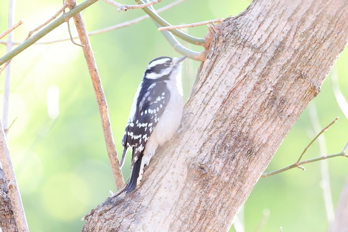 Downy Woodpecker - ML645113021