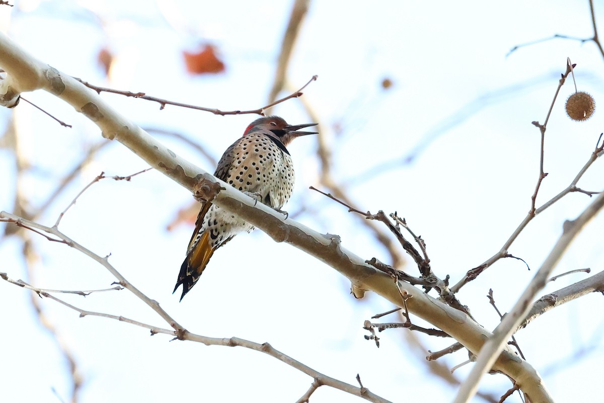Northern Flicker - ML645113024