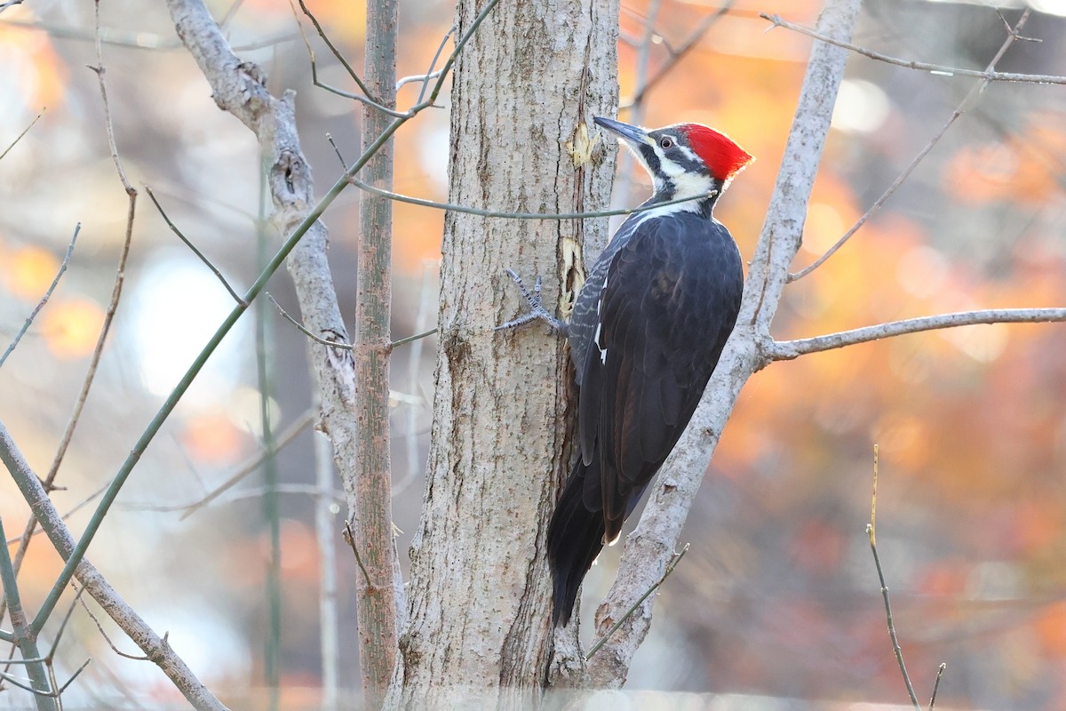 Pileated Woodpecker - ML645113035