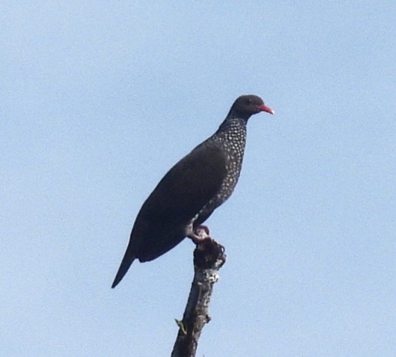 Scaled Pigeon - ML645113055