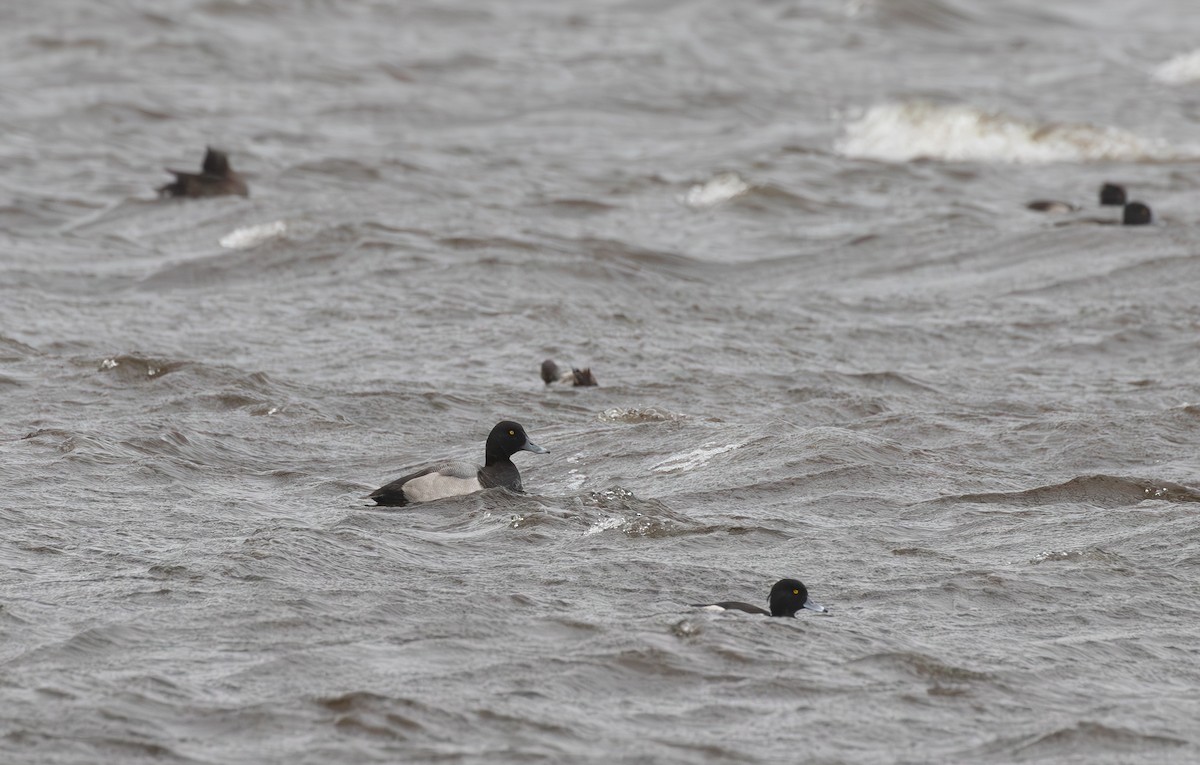 スズガモ - ML645113059