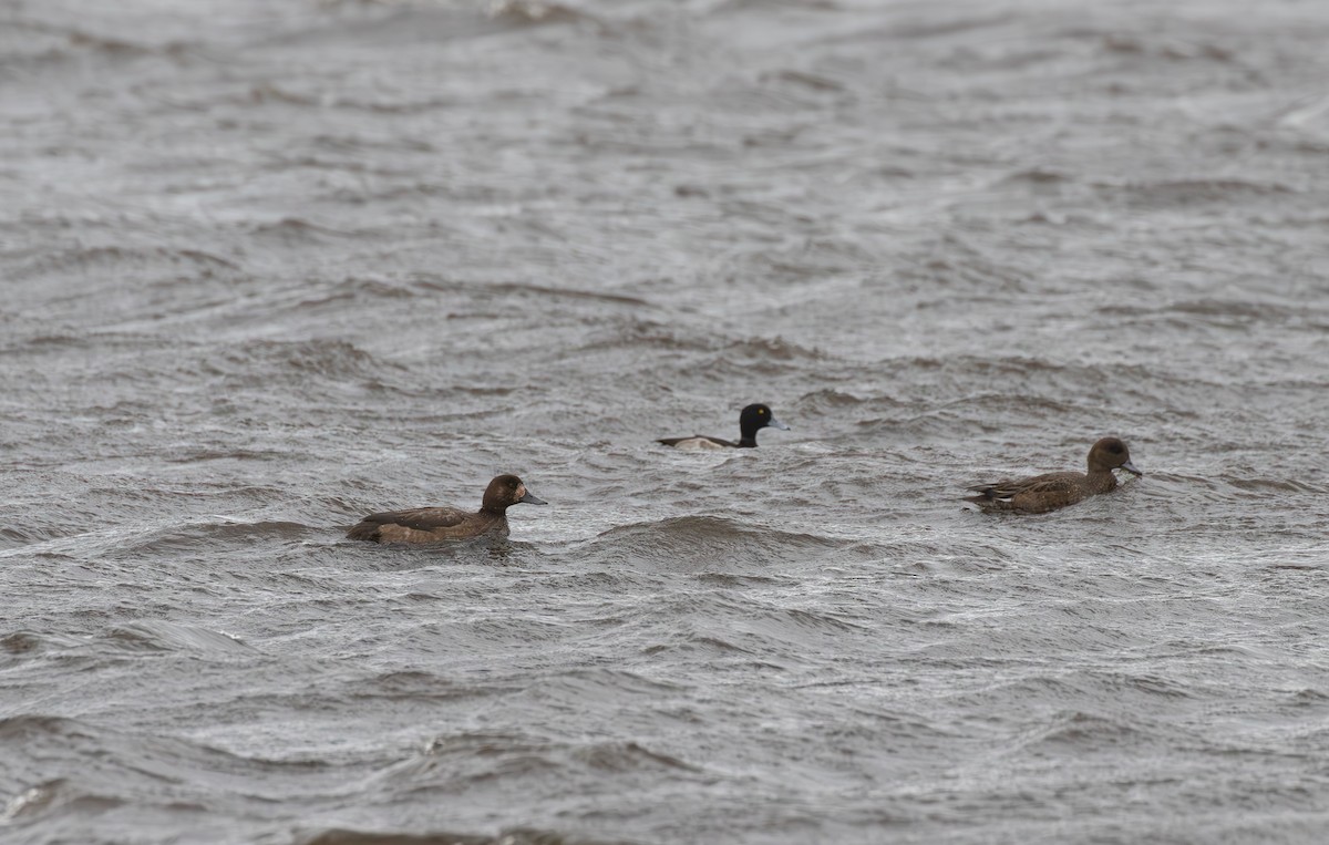 スズガモ - ML645113060