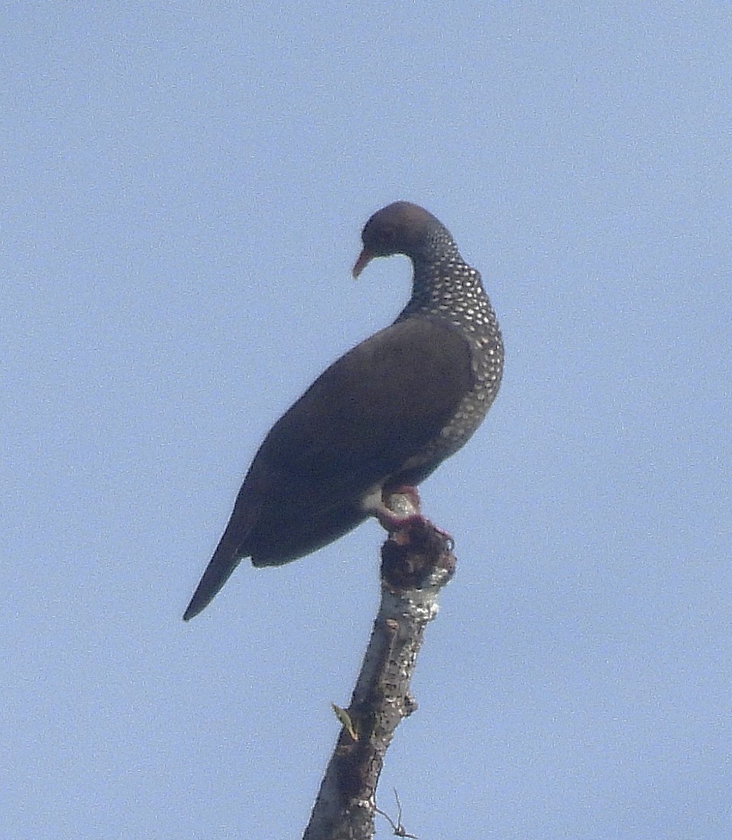 Scaled Pigeon - ML645113061