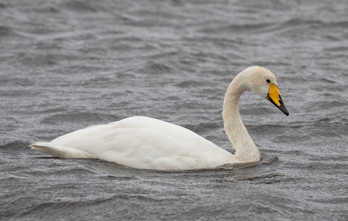 Whooper Swan - ML645113062
