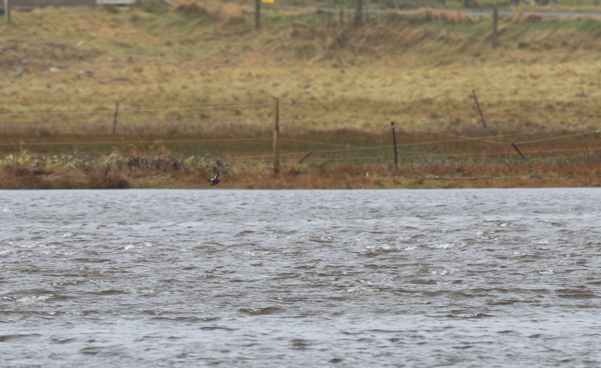European Storm-Petrel - ML645113065