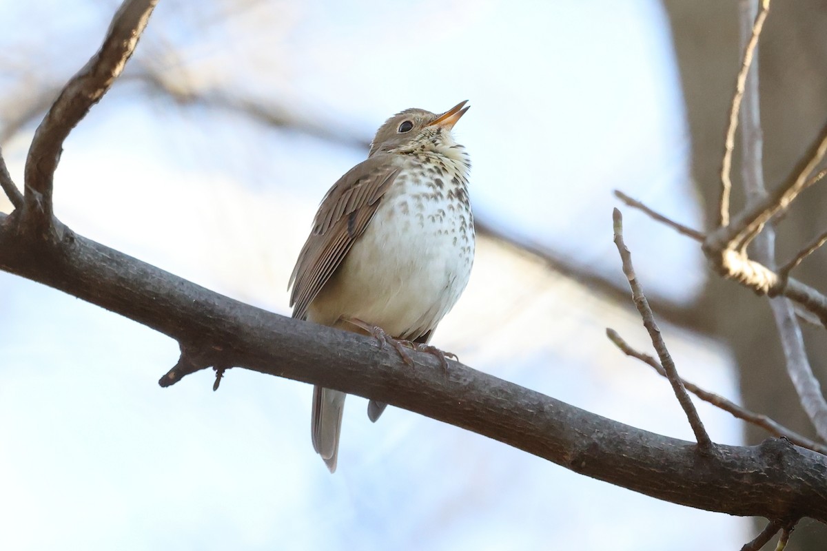 Hermit Thrush - ML645113079