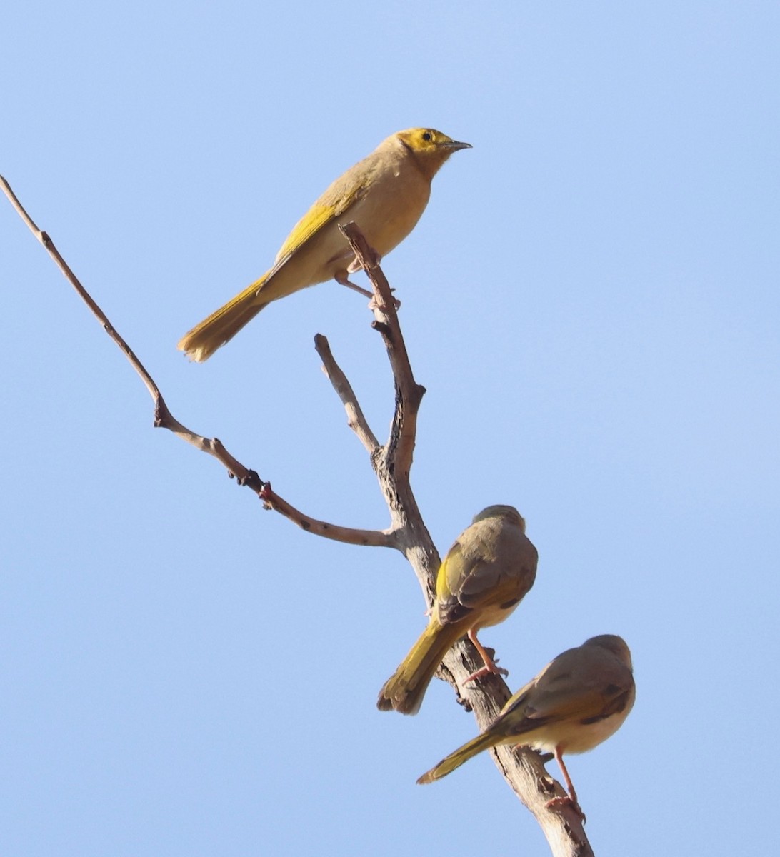 White-plumed Honeyeater - ML645113082