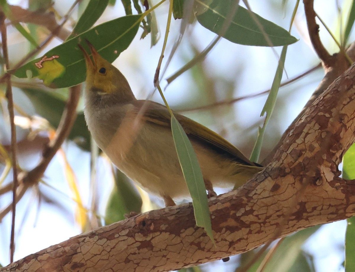 White-plumed Honeyeater - ML645113083