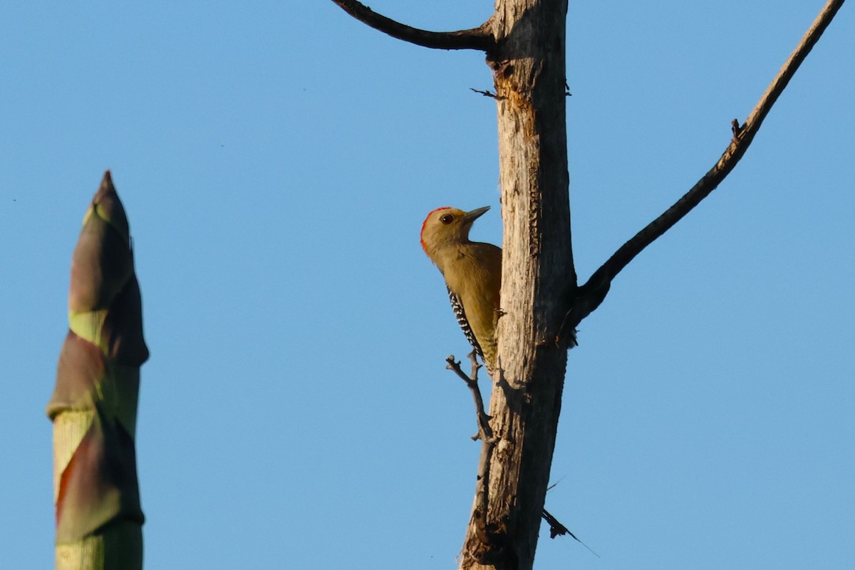 Yucatan Woodpecker - ML645113084