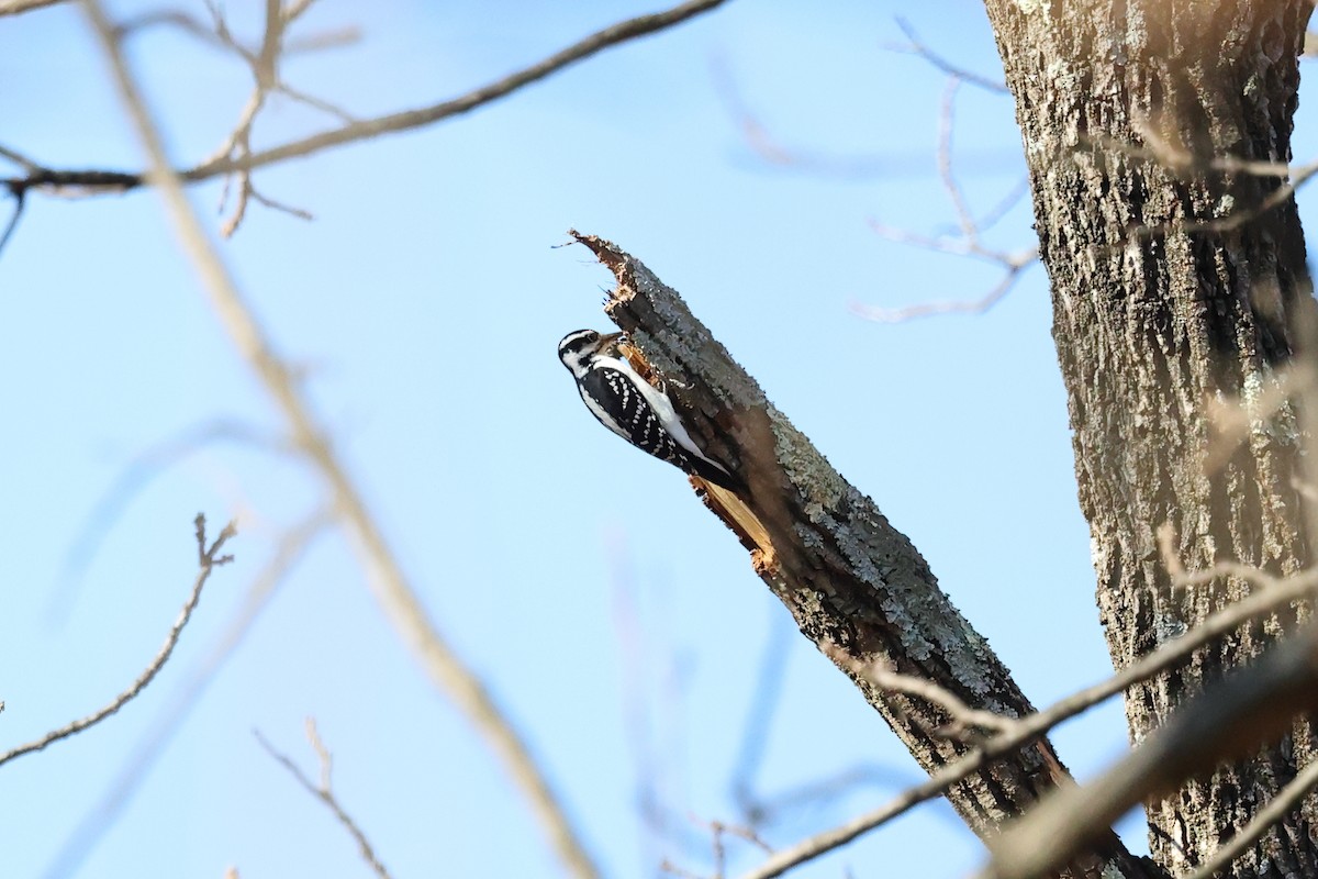 Hairy Woodpecker - ML645113085