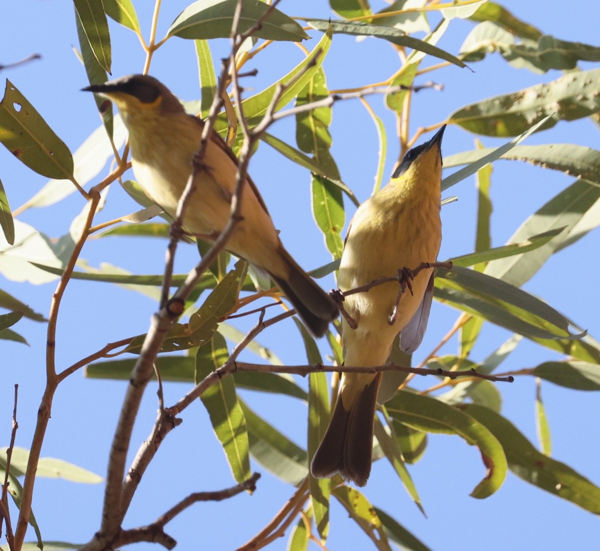 Сероголовый медосос - ML645113091