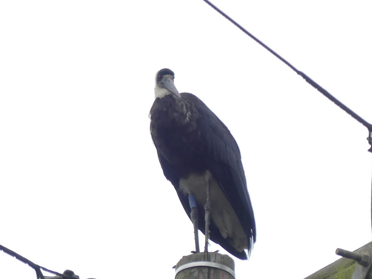 חסידה לבנת-גרון אפריקאית - ML645113100