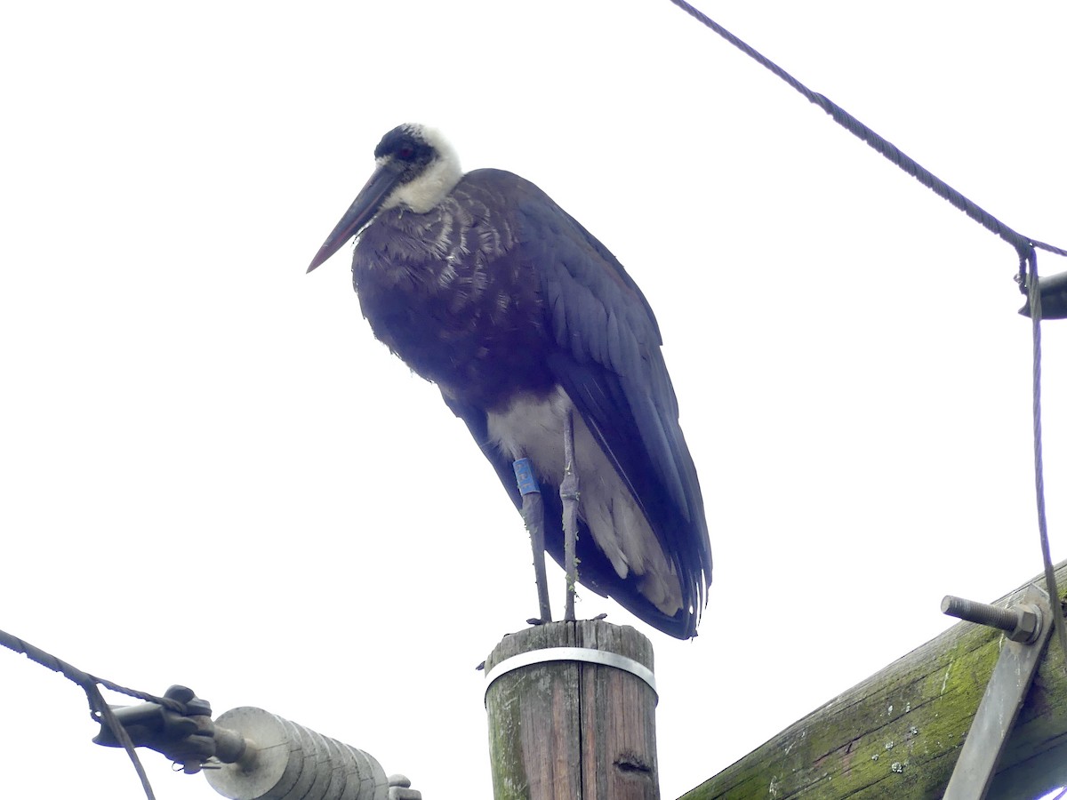 חסידה לבנת-גרון אפריקאית - ML645113101