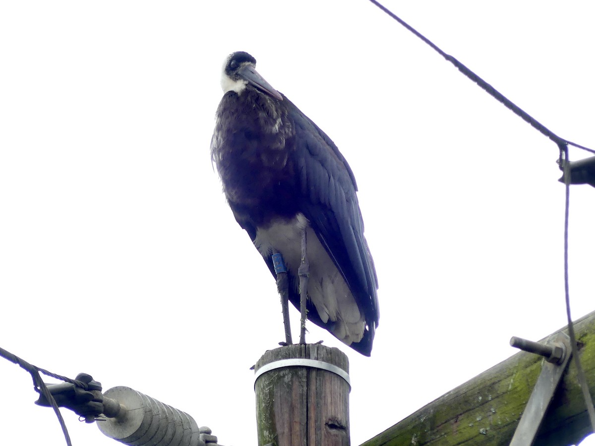 חסידה לבנת-גרון אפריקאית - ML645113102