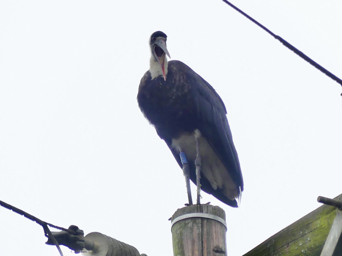 חסידה לבנת-גרון אפריקאית - ML645113103