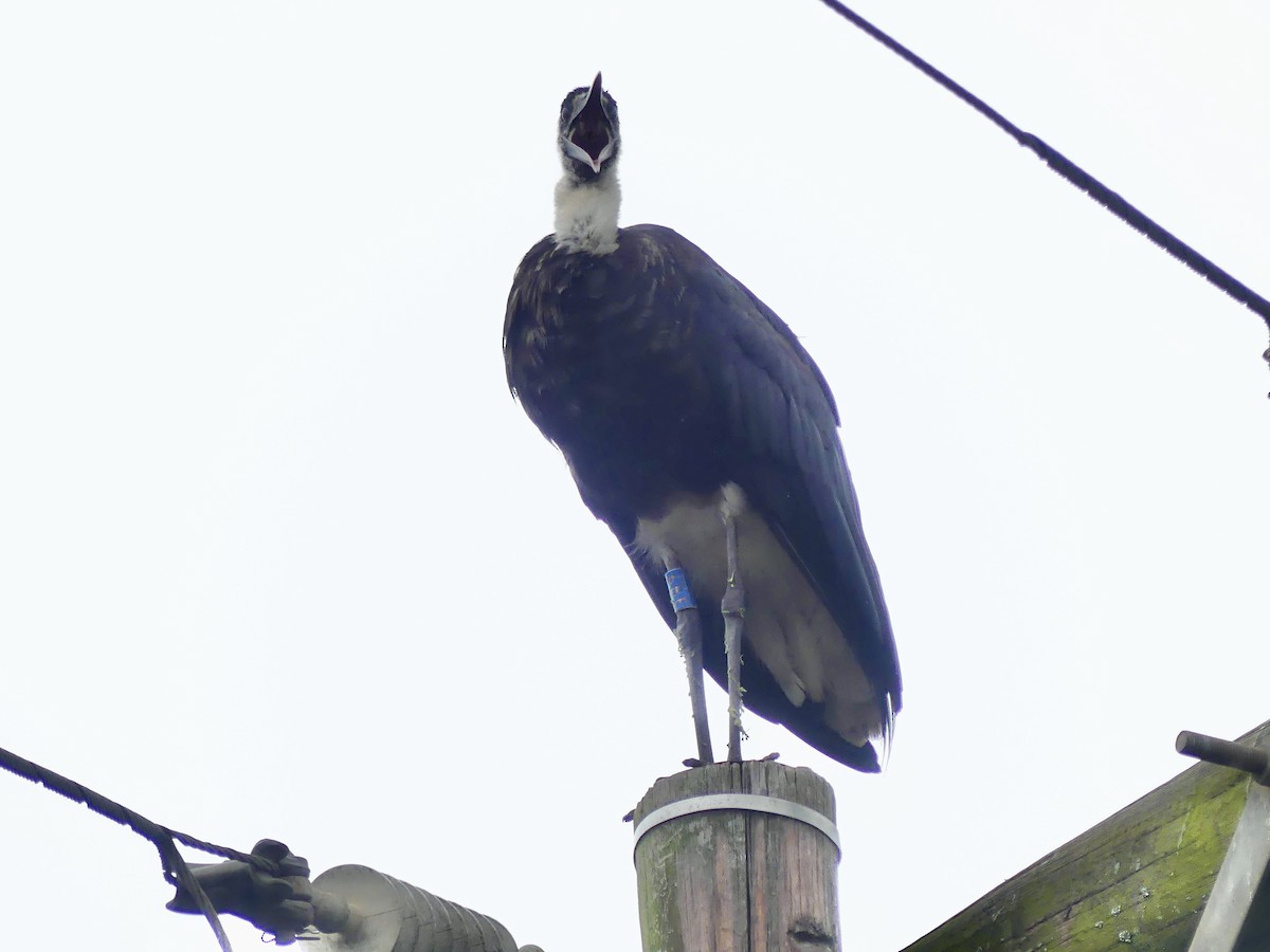 חסידה לבנת-גרון אפריקאית - ML645113104