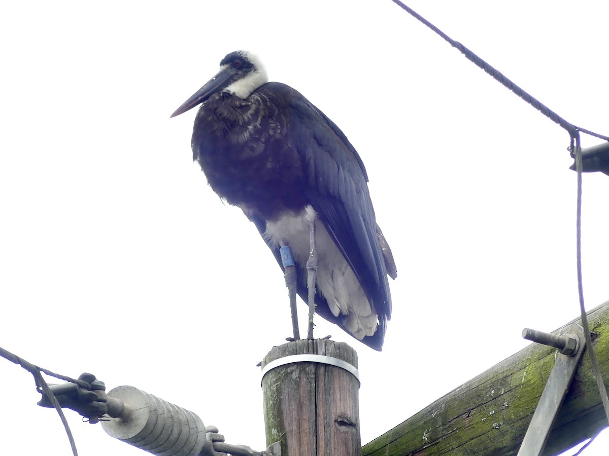 חסידה לבנת-גרון אפריקאית - ML645113107