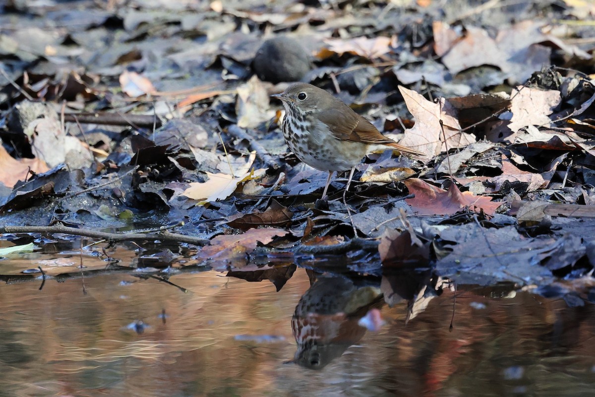 Hermit Thrush - ML645113109