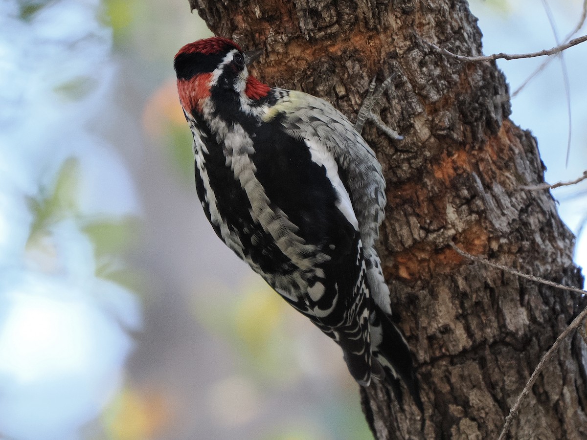 Rotnacken-Saftlecker - ML645113119