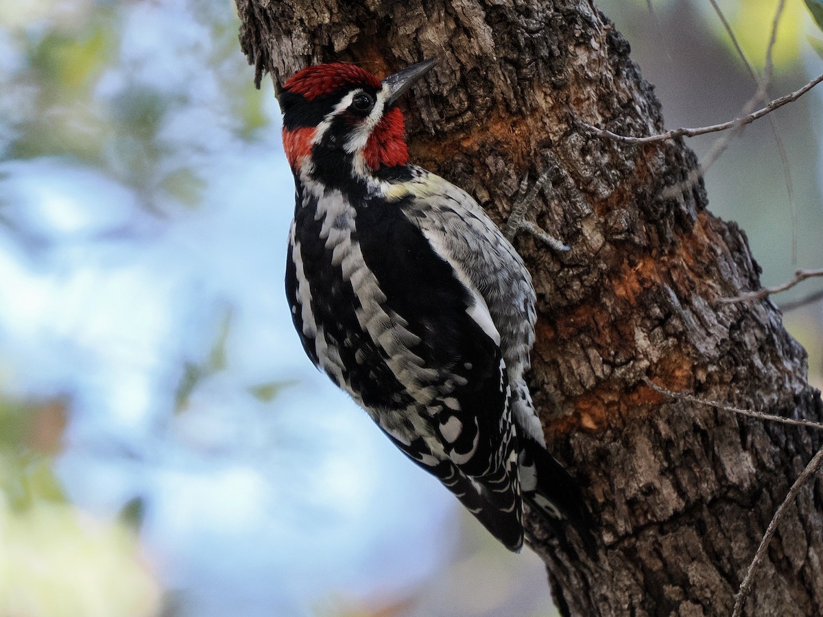 Rotnacken-Saftlecker - ML645113120