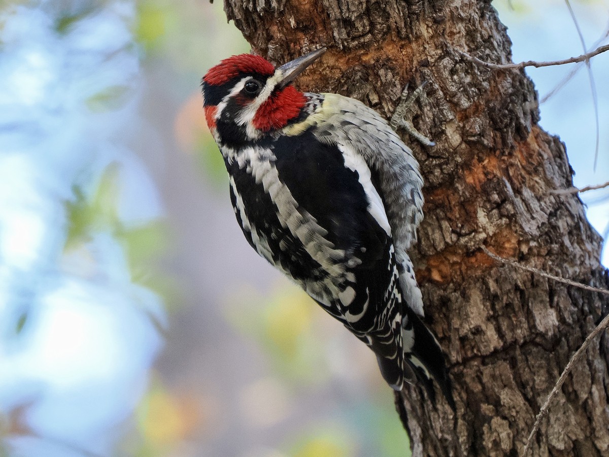 Rotnacken-Saftlecker - ML645113121