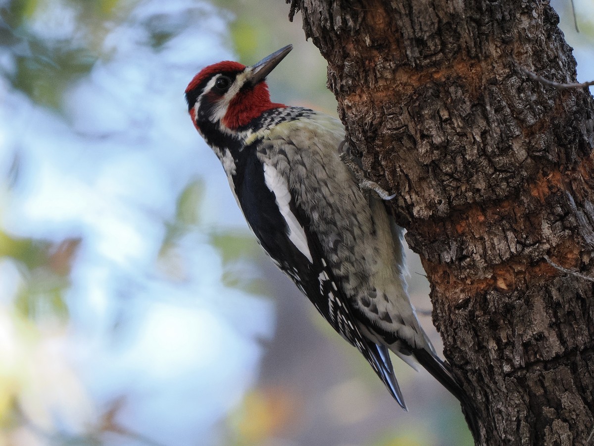 Rotnacken-Saftlecker - ML645113122