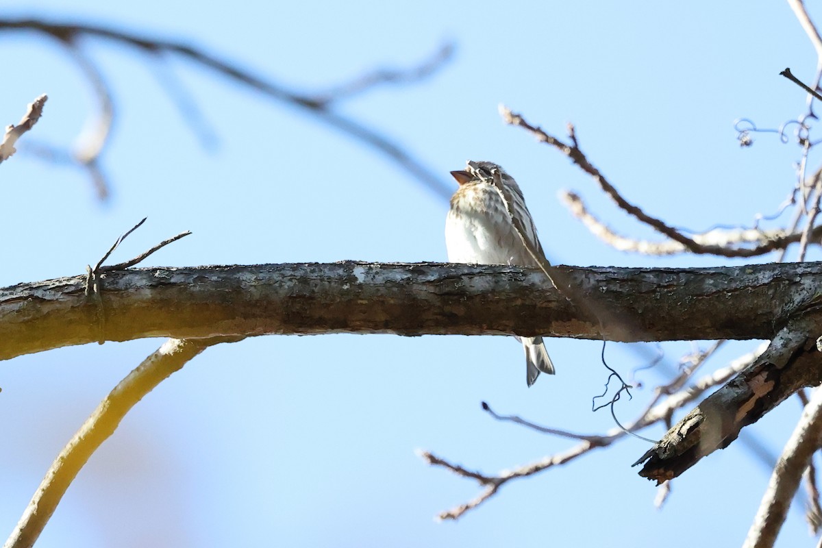 Purple Finch - ML645113127