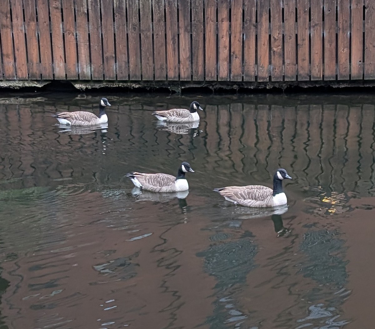 berneška velká - ML645113131