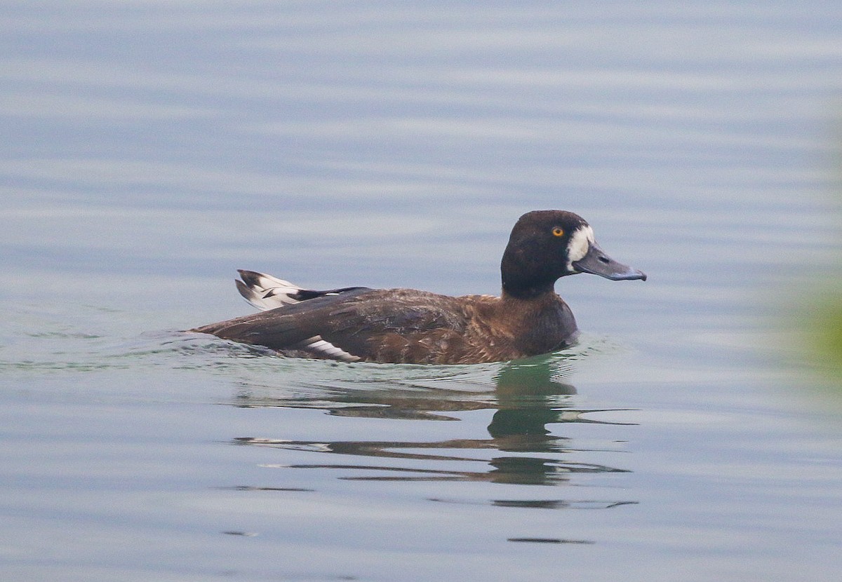 Greater Scaup - ML645113133