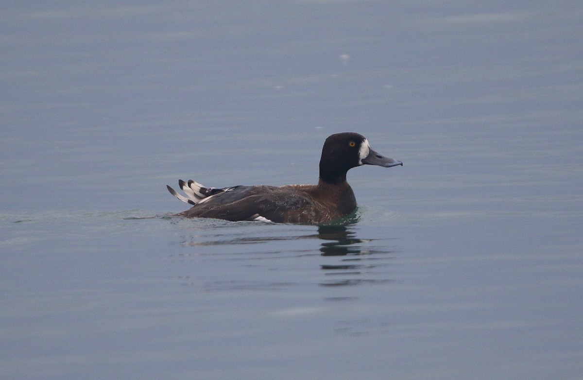 Greater Scaup - ML645113134