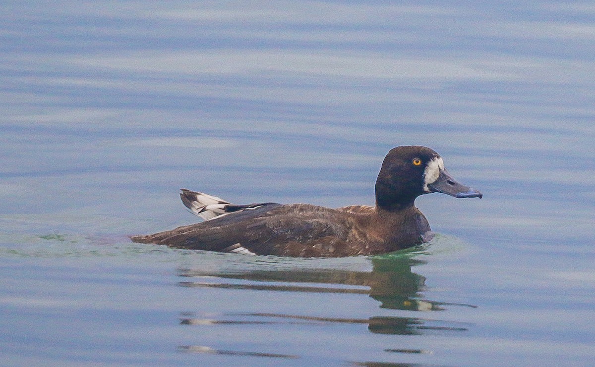 Greater Scaup - ML645113135