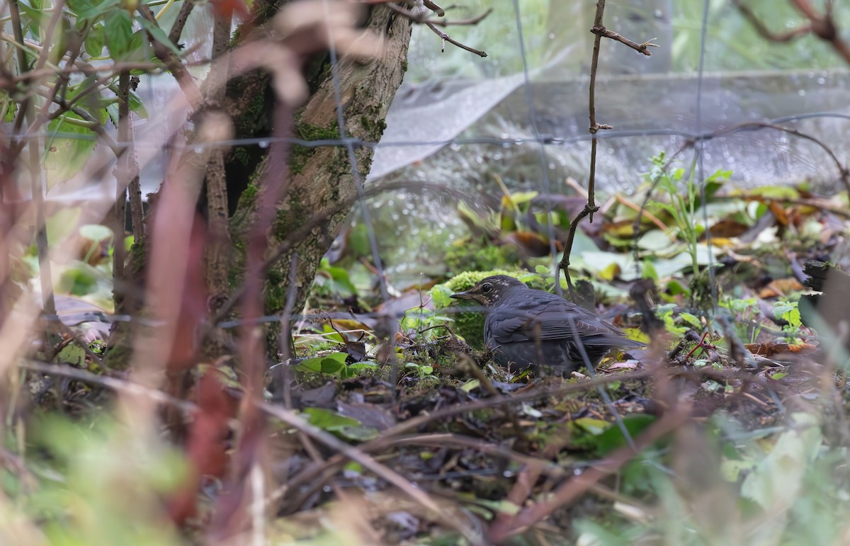 Siberian Thrush - ML645113141